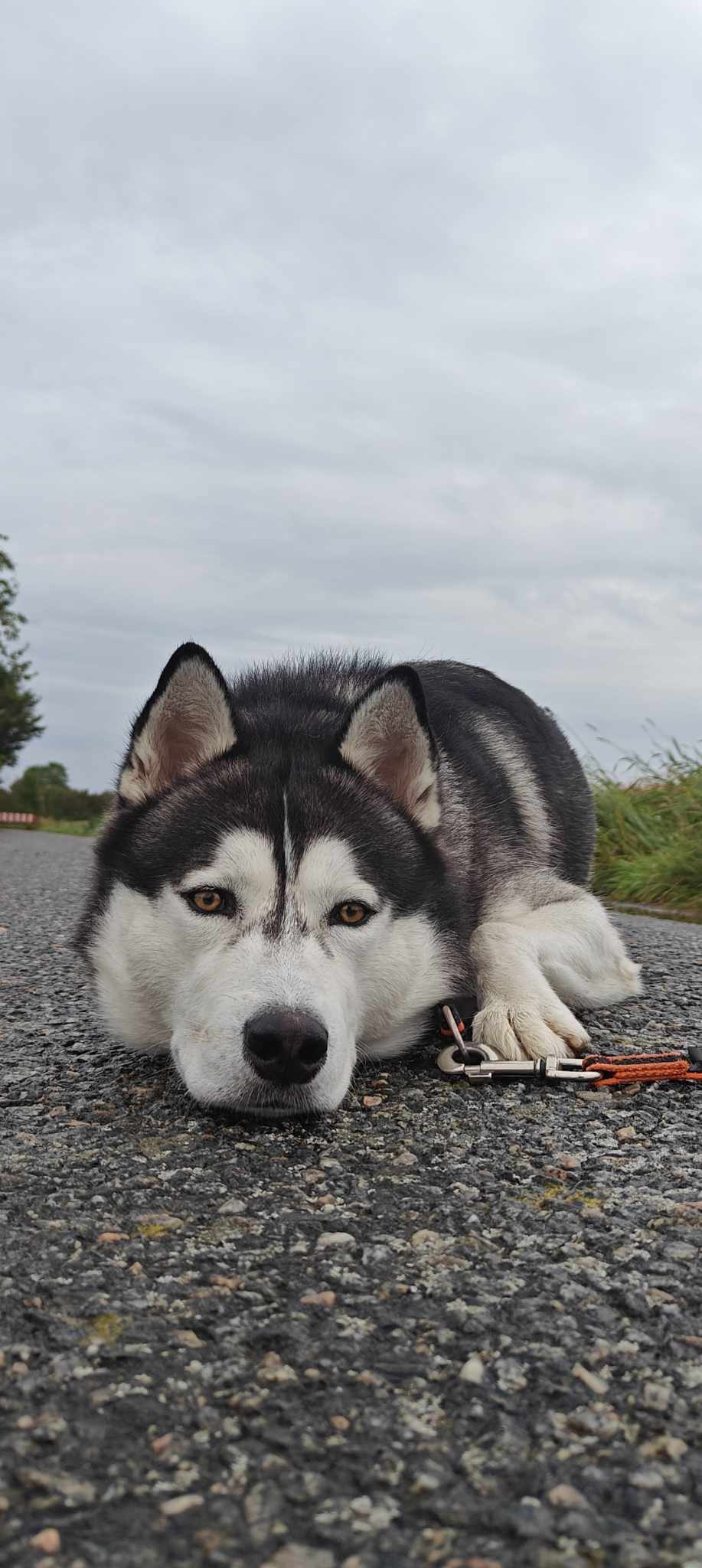 Husky