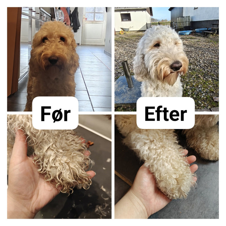 Cockapoo efter klip hos Petdimo Hundesalon i Fredericia