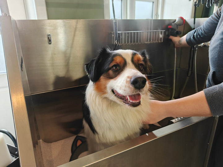 Aussie bad og føn hos Petdimo Hundesalon i Fredericia