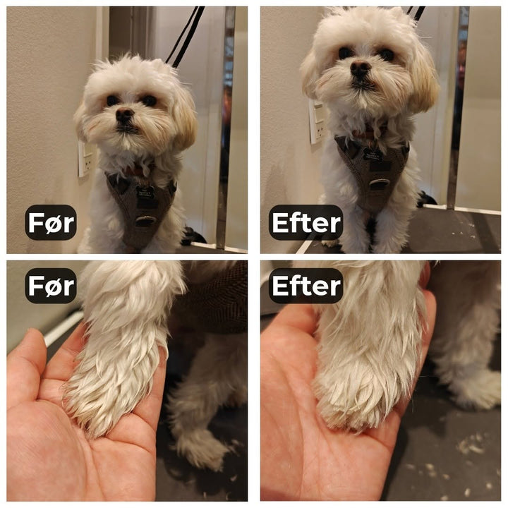 Havaneser efter klip hos Petdimo Hundesalon i Fredericia