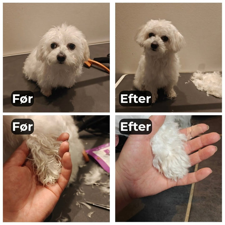 Havaneser efter klip hos Petdimo Hundesalon i Fredericia