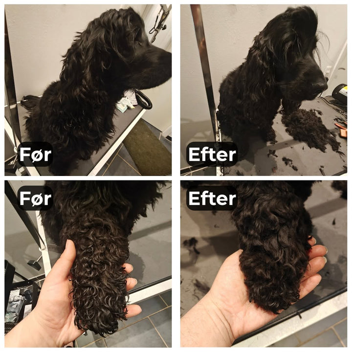 Cocker spaniel efter klip hos Petdimo Hundesalon i Fredericia