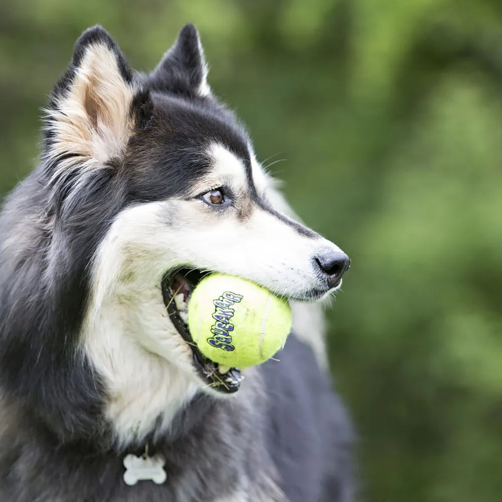 Kong Airdog Squeakair Tennisbold