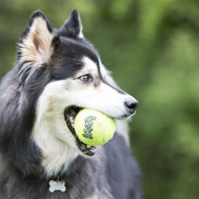 Kong Airdog Squeakair Tennisbold