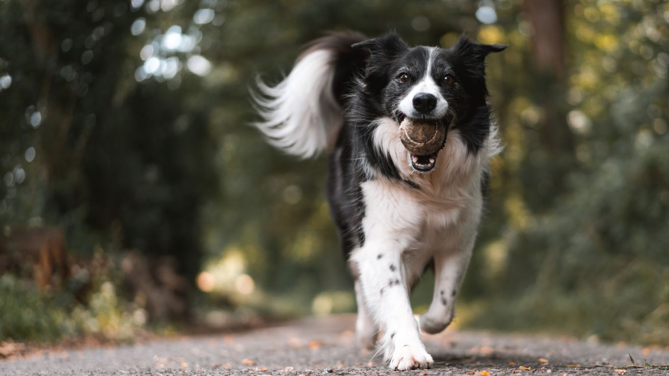 Hund med bold i munden