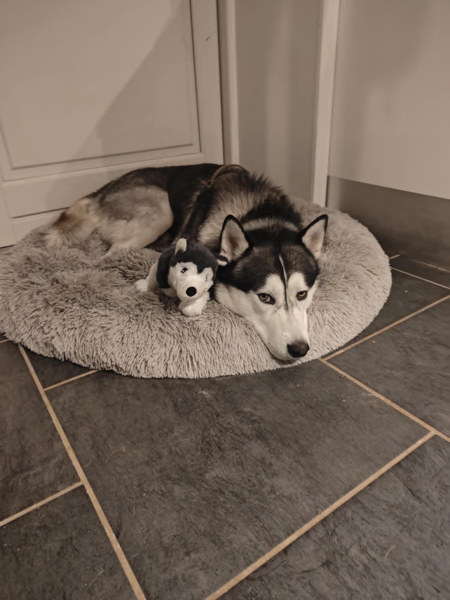 Husky med bamse