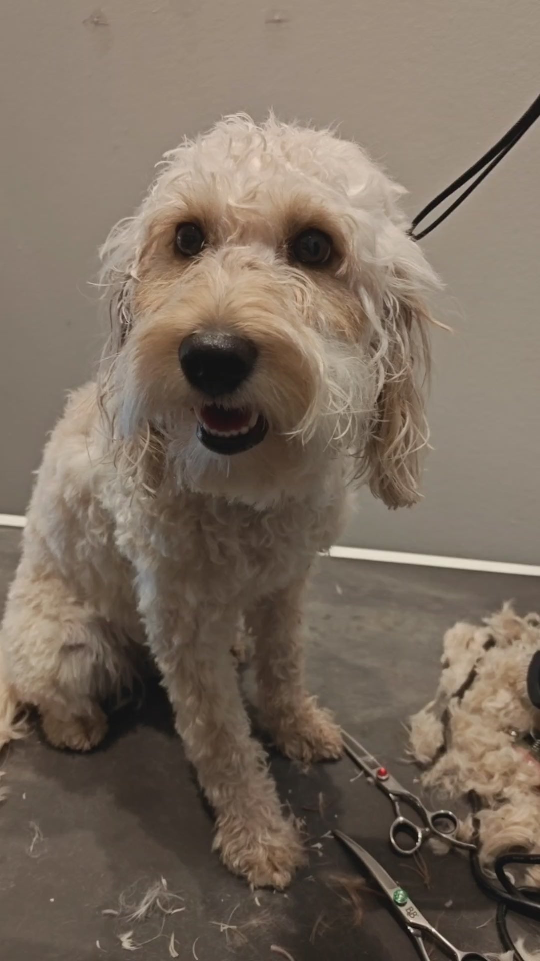 Indlæs video: Cockapoo efter klip hos Petdimo Hundesalon i Fredericia