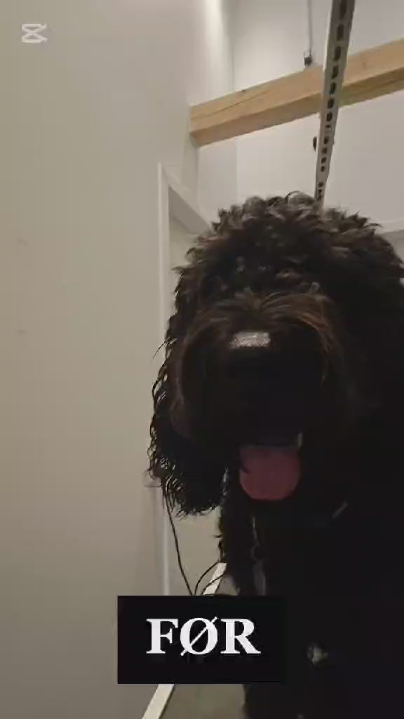 Indlæs video: Cockapoo efter klip hos Petdimo Hundesalon i Fredericia
