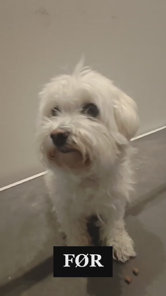 Indlæs video: Havaneser efter klip hos Petdimo Hundesalon i Fredericia