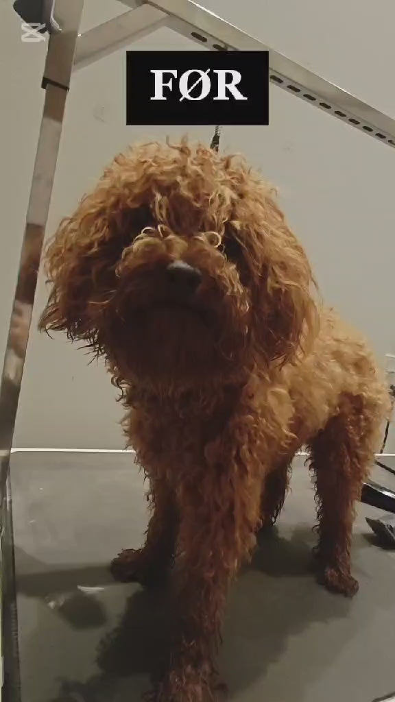 Indlæs video: Cockapoo efter klip hos Petdimo Hundesalon i Fredericia