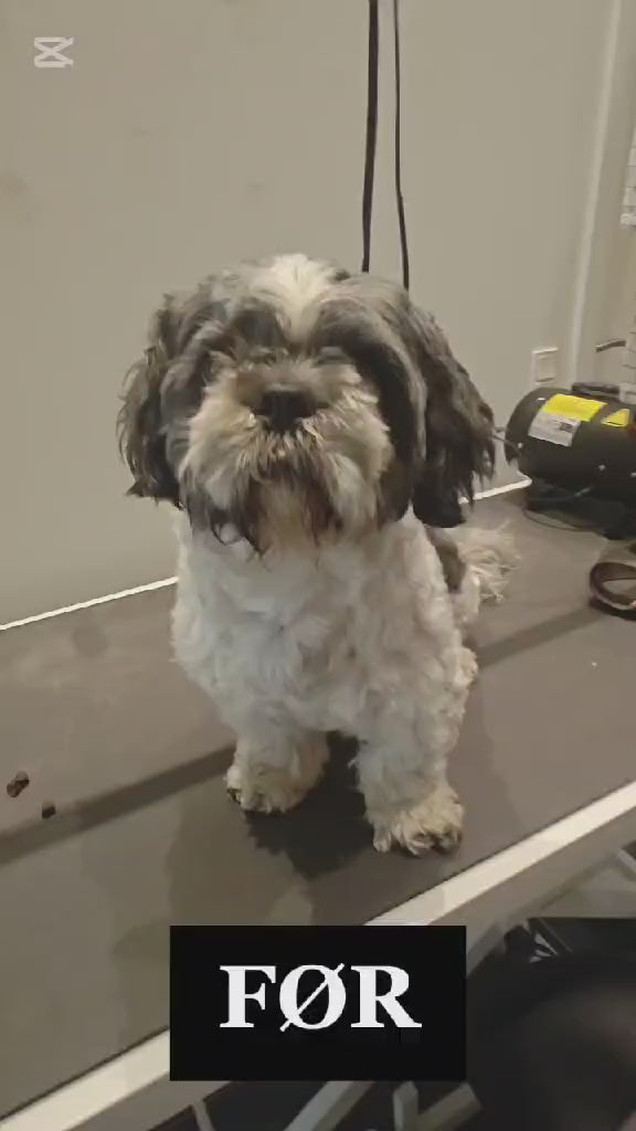 Indlæs video: Havaneser efter klip hos Petdimo Hundesalon i Fredericia